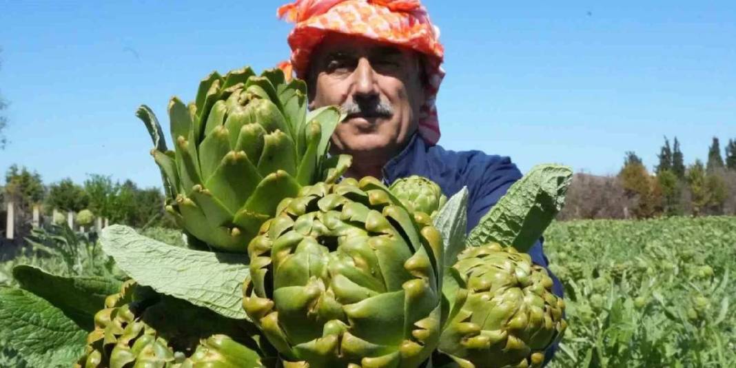 Karaciğer dostu üründe hasat sürüyor! Yılda 11.000 ton ürün elde ediliyor 5